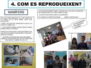 4. COM ES REPRODUEIXEN?
                                              I LES NOSTRES MAMES PODEN TENIR-NE DOS, QUE SÓN ELS BESSONS. I
         MAMÍFERS                             DE VEGADES FINS I TOT TRES O MÉS DE TRES.
                                              - ALGÚ DE VOSALTRES CONEIX ALGUN BESSÓ?
                                              SÍ, A SEGON I A TERCER EN TENIM!   ANEM A VISITAR-LOS?
ELS GATS SÓN MAMÍFERS, ÉS A DIR, NEIXEN DE
LA PANXA DE LA SEVA MAMA, IGUAL QUE
                                                                                                           S
NOSALTRES.                                                                                              ON
                                                                                                    E SS A
- PERÒ, LES GATETES TENEN MOLTS GATS A LA                                                        AB     T
PANXA? O NOMÉS UN?                                                                           HI H QUES
                                                                                                 A
                                                                                              E N SS E?
- I LES NOSTRES MAMES QUANTS NENS O NENES
                                                                                               CLA
PODEN TENIR A LA PANXA?

HEM ESTAT INVESTIGANT I HEM DESCOBERT QUE
LES GATETES PODEN TENIR ENTRE 3 I 8 GATETS
DINS DE LA PANXA.
  EL GATET I LA GATETA DEL TEO VAN TENIR 5
CADELLS, I ENS HA EXPLICAT QUE VA VEURE COM
      VAN NÉIXER A SOBRE DEL SEU LLIT.
 