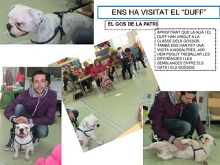 ENS HA VISITAT EL “DUFF”

           APROFITANT QUE LA NÚA I EL
           DUFF HAN VINGUT A LA
           CLASSE DELS GOSSOS,
           TAMBÉ ENS HAN FET UNA
           VISITA A NOSALTRES. AIXÍ
           HEM POGUT TREBALLAR LES
           DIFERÈNCIES I LES
           SEMBLANCES ENTRE ELS
           GATS I ELS GOSSOS.
 