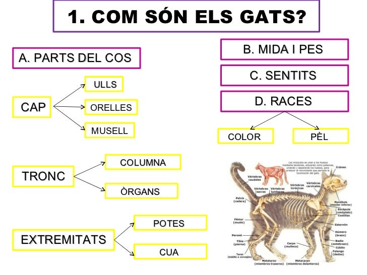 1. COM SÓN ELS GATS?                                B. MIDA I PESA. PARTS DEL COS                                 C. SENTI...