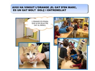AVUI HA VINGUT L’ORANGE ,EL GAT D’EN MARC,
ÉS UN GAT MOLT DOLÇ I ENTREMELIAT
AVUI HA VINGUT L’ORANGE ,EL GAT D’EN MARC,
ÉS UN GAT MOLT DOLÇ I ENTREMELIAT
L’ORANGE ES PENSA
QUE HI HA UN ALTRE
GAT AL MIRALL
 
