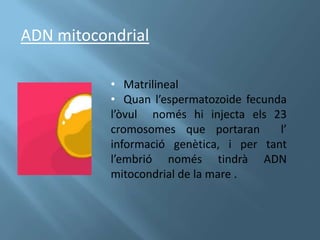 ADN mitocondrial

           • Matrilineal
           • Quan l’espermatozoide fecunda
           l’òvul només hi injecta els 23
           cromosomes que portaran       l’
           informació genètica, i per tant
           l’embrió només tindrà ADN
           mitocondrial de la mare .
 