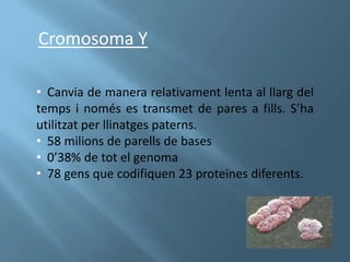 Cromosoma Y

• Canvia de manera relativament lenta al llarg del
temps i només es transmet de pares a fills. S’ha
utilitzat per llinatges paterns.
• 58 milions de parells de bases
• 0’38% de tot el genoma
• 78 gens que codifiquen 23 proteïnes diferents.
 