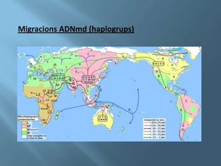 Migracions ADNmd (haplogrups)
 