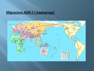 Migracions ADN-Y ( haplogrups)
 