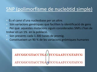 SNP (polimorfisme de nucleòtid simple)

• És el canvi d’una nucleobase per un altre.
• Són variacions genètiques que faciliten la identificació de gens
• Per que aquestes mutacions siguin considerades SNPs s’han de
trobar en un 1% en la població.
• Són presents cada 1.300 bases de promig.
• Constitueixen un 90 % de les variacions gnòmiques humanes
 