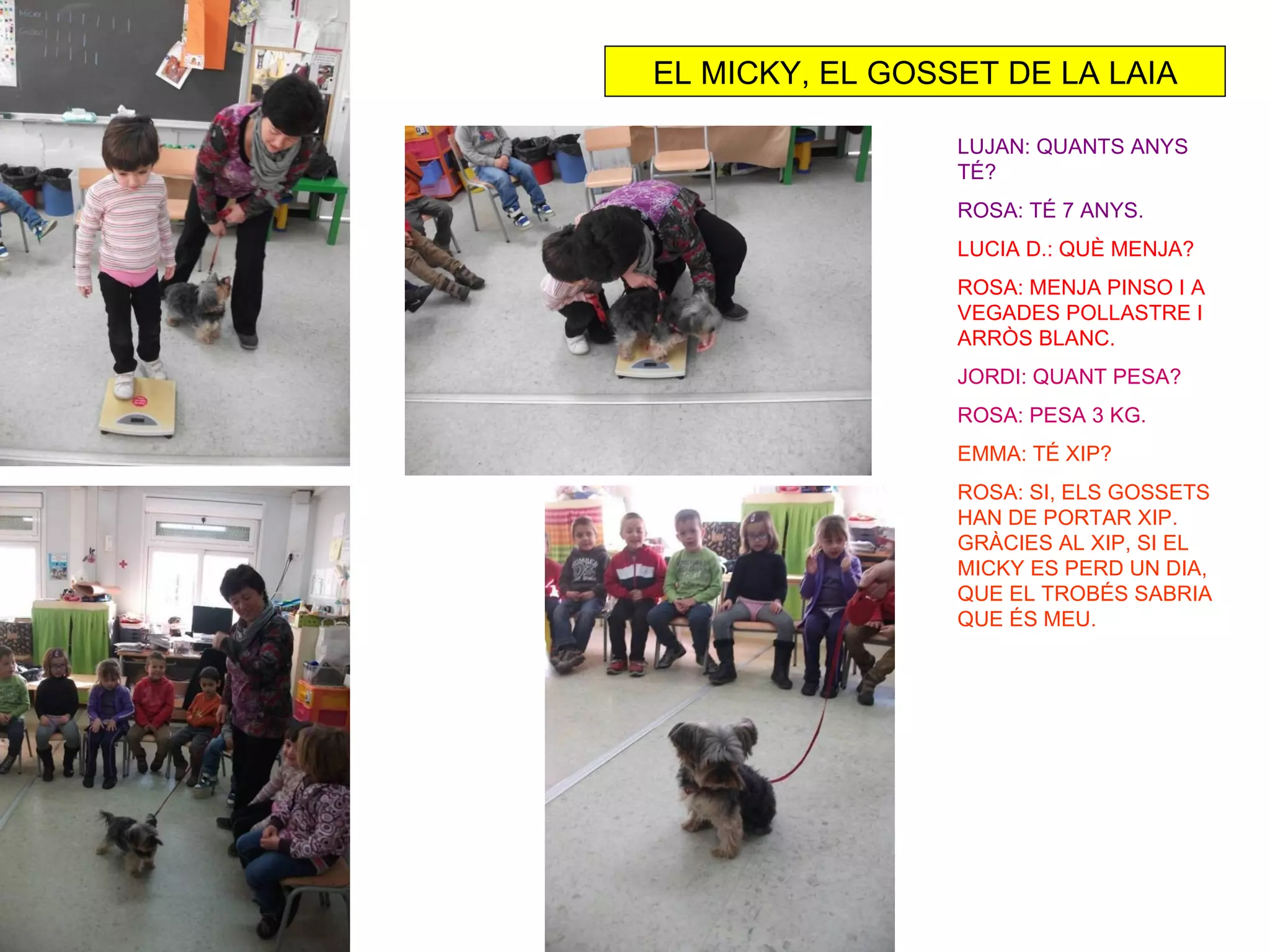 EL MICKY, EL GOSSET DE LA LAIA

                 LUJAN: QUANTS ANYS
                 TÉ?
                 ROSA: TÉ 7 ANYS.
                 LUCIA D.: QUÈ MENJA?
                 ROSA: MENJA PINSO I A
                 VEGADES POLLASTRE I
                 ARRÒS BLANC.
                 JORDI: QUANT PESA?
                 ROSA: PESA 3 KG.
                 EMMA: TÉ XIP?
                 ROSA: SI, ELS GOSSETS
                 HAN DE PORTAR XIP.
                 GRÀCIES AL XIP, SI EL
                 MICKY ES PERD UN DIA,
                 QUE EL TROBÉS SABRIA
                 QUE ÉS MEU.
 