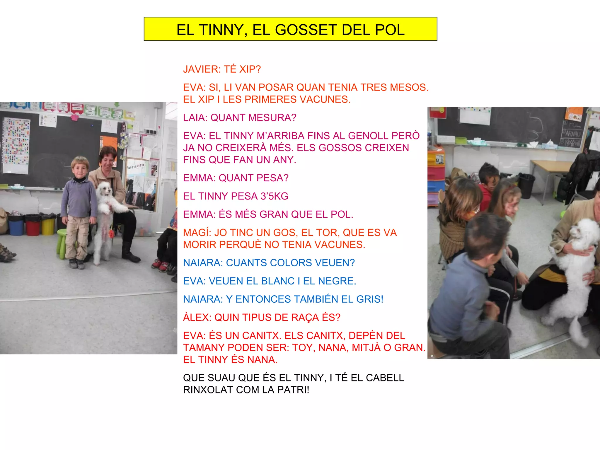 EL TINNY, EL GOSSET DEL POL

JAVIER: TÉ XIP?
EVA: SI, LI VAN POSAR QUAN TENIA TRES MESOS.
EL XIP I LES PRIMERES VACUNES.
LAIA: QUANT MESURA?
EVA: EL TINNY M’ARRIBA FINS AL GENOLL PERÒ
JA NO CREIXERÀ MÉS. ELS GOSSOS CREIXEN
FINS QUE FAN UN ANY.
EMMA: QUANT PESA?
EL TINNY PESA 3’5KG
EMMA: ÉS MÉS GRAN QUE EL POL.
MAGÍ: JO TINC UN GOS, EL TOR, QUE ES VA
MORIR PERQUÈ NO TENIA VACUNES.
NAIARA: CUANTS COLORS VEUEN?
EVA: VEUEN EL BLANC I EL NEGRE.
NAIARA: Y ENTONCES TAMBIÉN EL GRIS!
ÀLEX: QUIN TIPUS DE RAÇA ÉS?
EVA: ÉS UN CANITX. ELS CANITX, DEPÈN DEL
TAMANY PODEN SER: TOY, NANA, MITJÀ O GRAN.
EL TINNY ÉS NANA.
QUE SUAU QUE ÉS EL TINNY, I TÉ EL CABELL
RINXOLAT COM LA PATRI!
 