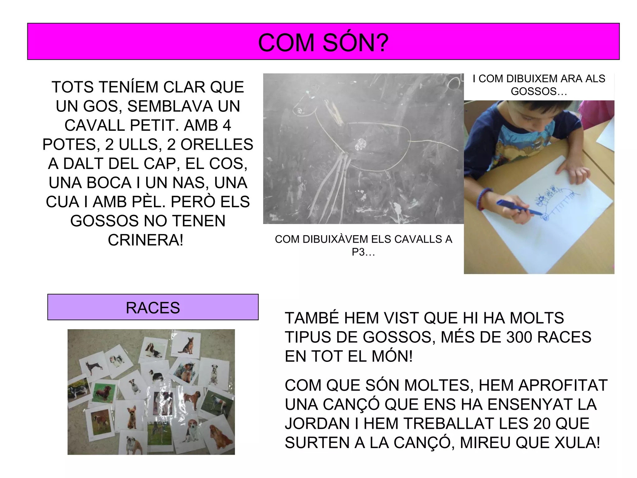 COM SÓN?
                                                           I COM DIBUIXEM ARA ALS
 TOTS TENÍEM CLAR QUE                                             GOSSOS…
  UN GOS, SEMBLAVA UN
   CAVALL PETIT. AMB 4
POTES, 2 ULLS, 2 ORELLES
 A DALT DEL CAP, EL COS,
 UNA BOCA I UN NAS, UNA
CUA I AMB PÈL. PERÒ ELS
    GOSSOS NO TENEN
        CRINERA!            COM DIBUIXÀVEM ELS CAVALLS A
                                        P3…




         RACES
                             TAMBÉ HEM VIST QUE HI HA MOLTS
                             TIPUS DE GOSSOS, MÉS DE 300 RACES
                             EN TOT EL MÓN!
                             COM QUE SÓN MOLTES, HEM APROFITAT
                             UNA CANÇÓ QUE ENS HA ENSENYAT LA
                             JORDAN I HEM TREBALLAT LES 20 QUE
                             SURTEN A LA CANÇÓ, MIREU QUE XULA!
 