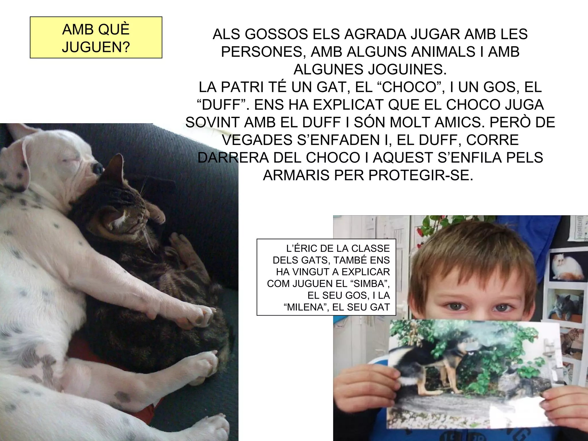 AMB QUÈ      ALS GOSSOS ELS AGRADA JUGAR AMB LES
JUGUEN?       PERSONES, AMB ALGUNS ANIMALS I AMB
                       ALGUNES JOGUINES.
           LA PATRI TÉ UN GAT, EL “CHOCO”, I UN GOS, EL
           “DUFF”. ENS HA EXPLICAT QUE EL CHOCO JUGA
          SOVINT AMB EL DUFF I SÓN MOLT AMICS. PERÒ DE
              VEGADES S’ENFADEN I, EL DUFF, CORRE
           DARRERA DEL CHOCO I AQUEST S’ENFILA PELS
                    ARMARIS PER PROTEGIR-SE.



                       L’ÉRIC DE LA CLASSE
                    DELS GATS, TAMBÉ ENS
                    HA VINGUT A EXPLICAR
                   COM JUGUEN EL “SIMBA”,
                           EL SEU GOS, I LA
                      “MILENA”, EL SEU GAT
 