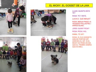 EL MICKY, EL GOSSET DE LA LAIA

                 LUJAN: QUANTS ANYS
                 TÉ?
                 ROSA: TÉ 7 ANYS.
                 LUCIA D.: QUÈ MENJA?
                 ROSA: MENJA PINSO I A
                 VEGADES POLLASTRE I
                 ARRÒS BLANC.
                 JORDI: QUANT PESA?
                 ROSA: PESA 3 KG.
                 EMMA: TÉ XIP?
                 ROSA: SI, ELS GOSSETS
                 HAN DE PORTAR XIP.
                 GRÀCIES AL XIP, SI EL
                 MICKY ES PERD UN DIA,
                 QUE EL TROBÉS SABRIA
                 QUE ÉS MEU.
 