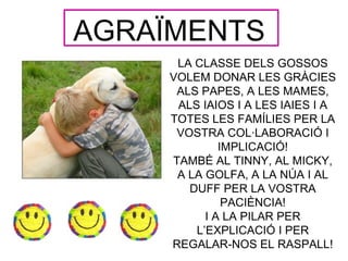 AGRAÏMENTS
      LA CLASSE DELS GOSSOS
     VOLEM DONAR LES GRÀCIES
      ALS PAPES, A LES MAMES,
      ALS IAIOS I A LES IAIES I A
     TOTES LES FAMÍLIES PER LA
      VOSTRA COL·LABORACIÓ I
              IMPLICACIÓ!
     TAMBÉ AL TINNY, AL MICKY,
      A LA GOLFA, A LA NÚA I AL
        DUFF PER LA VOSTRA
               PACIÈNCIA!
           I A LA PILAR PER
         L’EXPLICACIÓ I PER
     REGALAR-NOS EL RASPALL!
 