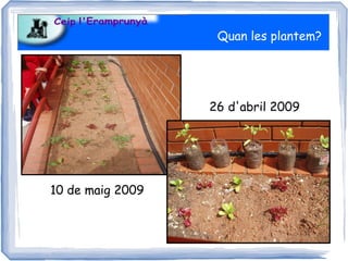 Quan les plantem?




                  26 d'abril 2009




10 de maig 2009
 