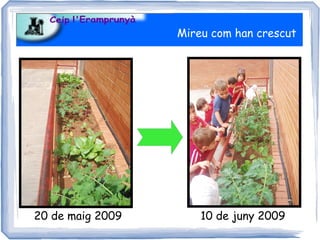 Mireu com han crescut




20 de maig 2009       10 de juny 2009
 