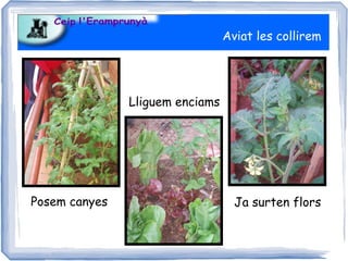 Aviat les collirem




               Lliguem enciams




Posem canyes                       Ja surten flors
 
