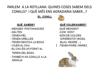 PARLEM A LA ROTLLANA: QUINES COSES SABEM DELS
CONILLS? I QUÈ MÉS ENS AGRADARIA SABER…?
 