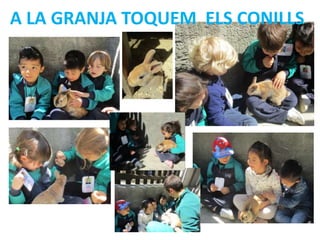 A LA GRANJA TOQUEM ELS CONILLS
 