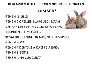COM SÓN?
-TENEN 2 ULLS.
-TENEN 2 ORELLES LLARGUES I ESTAN
A SOBRE DEL CAP. NO COM NOSALTRES.
-RESPIREN PEL MUSSELL.
NOSALTRES TENIM UN NAS, NO UN MUSELL.
-TENEN BOCA.
-TENEN 4 DENTS: 2 A DALT I 2 A BAIX.
-TENEN BIGOTIS
-TENEN UNA CUA CURTA
HEM APRÈS MOLTES COSES SOBRE ELS CONILLS
 
