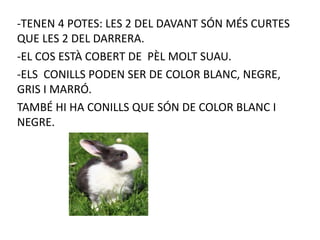 -TENEN 4 POTES: LES 2 DEL DAVANT SÓN MÉS CURTES
QUE LES 2 DEL DARRERA.
-EL COS ESTÀ COBERT DE PÈL MOLT SUAU.
-ELS CONILLS PODEN SER DE COLOR BLANC, NEGRE,
GRIS I MARRÓ.
TAMBÉ HI HA CONILLS QUE SÓN DE COLOR BLANC I
NEGRE.
 