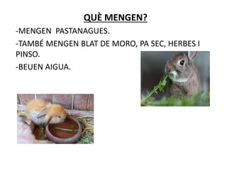 QUÈ MENGEN?
-MENGEN PASTANAGUES.
-TAMBÉ MENGEN BLAT DE MORO, PA SEC, HERBES I
PINSO.
-BEUEN AIGUA.
 