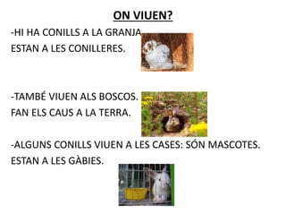 ON VIUEN?
-HI HA CONILLS A LA GRANJA.
ESTAN A LES CONILLERES.
-TAMBÉ VIUEN ALS BOSCOS.
FAN ELS CAUS A LA TERRA.
-ALGUNS CONILLS VIUEN A LES CASES: SÓN MASCOTES.
ESTAN A LES GÀBIES.
 