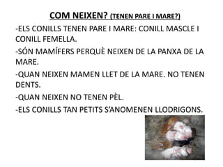COM NEIXEN? (TENEN PARE I MARE?)
-ELS CONILLS TENEN PARE I MARE: CONILL MASCLE I
CONILL FEMELLA.
-SÓN MAMÍFERS PERQUÈ NEIXEN DE LA PANXA DE LA
MARE.
-QUAN NEIXEN MAMEN LLET DE LA MARE. NO TENEN
DENTS.
-QUAN NEIXEN NO TENEN PÈL.
-ELS CONILLS TAN PETITS S’ANOMENEN LLODRIGONS.
 
