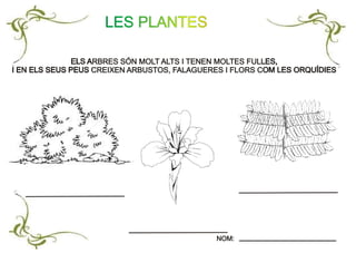 ELS ARBRES SÓN MOLT ALTS I TENEN MOLTES FULLES,
I EN ELS SEUS PEUS CREIXEN ARBUSTOS, FALAGUERES I FLORS COM LES ORQUÍDIES
ELS ARBRES SÓN MOLT ALTS I TENEN MOLTES FULLES,
I EN ELS SEUS PEUS CREIXEN ARBUSTOS, FALAGUERES I FLORS COM LES ORQUÍDIES
LES PLANTES
NOM:NOM:
 