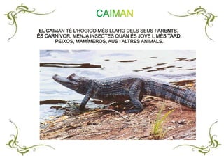 EL CAIMAN TÉ L'HOGICO MÉS LLARG DELS SEUS PARENTS.
ÉS CARNÍVOR, MENJA INSECTES QUAN ÉS JOVE I, MÉS TARD,
PEIXOS, MAMÍMEROS, AUS I ALTRES ANIMALS.
EL CAIMAN TÉ L'HOGICO MÉS LLARG DELS SEUS PARENTS.
ÉS CARNÍVOR, MENJA INSECTES QUAN ÉS JOVE I, MÉS TARD,
PEIXOS, MAMÍMEROS, AUS I ALTRES ANIMALS.
CAIMAN
 