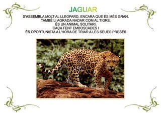 S'ASSEMBLA MOLT AL LLEOPARD, ENCARA QUE ÉS MÉS GRAN.
TAMBÉ LI AGRADA NADAR COM AL TIGRE.
ÉS UN ANIMAL SOLITARI.
CAÇA FENT EMBOSCADES I
ÉS OPORTUNISTA A L'HORA DE TRIAR A LES SEUES PRESES
S'ASSEMBLA MOLT AL LLEOPARD, ENCARA QUE ÉS MÉS GRAN.
TAMBÉ LI AGRADA NADAR COM AL TIGRE.
ÉS UN ANIMAL SOLITARI.
CAÇA FENT EMBOSCADES I
ÉS OPORTUNISTA A L'HORA DE TRIAR A LES SEUES PRESES
JAGUAR
 