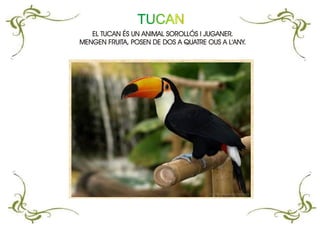 TUCAN
EL TUCAN ÉS UN ANIMAL SOROLLÓS I JUGANER.
MENGEN FRUITA, POSEN DE DOS A QUATRE OUS A L'ANY.
EL TUCAN ÉS UN ANIMAL SOROLLÓS I JUGANER.
MENGEN FRUITA, POSEN DE DOS A QUATRE OUS A L'ANY.
 