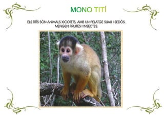 MONO TITÍ
ELS TITÍS SÓN ANIMALS XICOTETS, AMB UN PELATGE SUAU I SEDÓS.
MENGEN FRUITES I INSECTES.
ELS TITÍS SÓN ANIMALS XICOTETS, AMB UN PELATGE SUAU I SEDÓS.
MENGEN FRUITES I INSECTES.
 