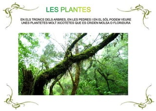 EN ELS TRONCS DELS ARBRES, EN LES PEDRES I EN EL SÒL PODEM VEURE
UNES PLANTETES MOLT XICOTETES QUE ES CRIDEN MOLSA O FLORIDURA
EN ELS TRONCS DELS ARBRES, EN LES PEDRES I EN EL SÒL PODEM VEURE
UNES PLANTETES MOLT XICOTETES QUE ES CRIDEN MOLSA O FLORIDURA
LES PLANTES
 
