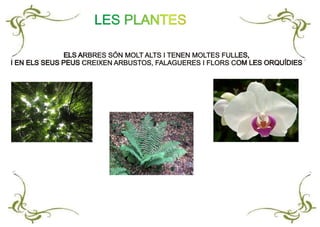 ELS ARBRES SÓN MOLT ALTS I TENEN MOLTES FULLES,
I EN ELS SEUS PEUS CREIXEN ARBUSTOS, FALAGUERES I FLORS COM LES ORQUÍDIES
ELS ARBRES SÓN MOLT ALTS I TENEN MOLTES FULLES,
I EN ELS SEUS PEUS CREIXEN ARBUSTOS, FALAGUERES I FLORS COM LES ORQUÍDIES
LES PLANTES
 