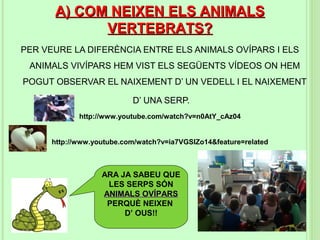 A) COM NEIXEN ELS ANIMALS
            VERTEBRATS?
PER VEURE LA DIFERÈNCIA ENTRE ELS ANIMALS OVÍPARS I ELS
 ANIMALS VIVÍPARS HEM VIST ELS SEGÜENTS VÍDEOS ON HEM
POGUT OBSERVAR EL NAIXEMENT D’ UN VEDELL I EL NAIXEMENT

                           D’ UNA SERP.
             http://www.youtube.com/watch?v=n0AtY_cAz04


      http://www.youtube.com/watch?v=ia7VGSIZo14&feature=related



                   ARA JA SABEU QUE
                    LES SERPS SÓN
                   ANIMALS OVÍPARS
                    PERQUÈ NEIXEN
                        D’ OUS!!
 