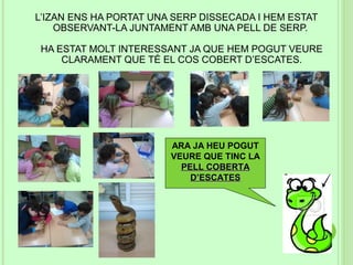 L’IZAN ENS HA PORTAT UNA SERP DISSECADA I HEM ESTAT
    OBSERVANT-LA JUNTAMENT AMB UNA PELL DE SERP.

HA ESTAT MOLT INTERESSANT JA QUE HEM POGUT VEURE
    CLARAMENT QUE TÉ EL COS COBERT D’ESCATES.




                        ARA JA HEU POGUT
                        VEURE QUE TINC LA
                          PELL COBERTA
                            D’ESCATES
 