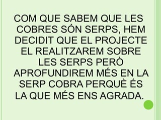 COM QUE SABEM QUE LES
COBRES SÓN SERPS, HEM
DECIDIT QUE EL PROJECTE
 EL REALITZAREM SOBRE
    LES SERPS PERÒ
APROFUNDIREM MÉS EN LA
 SERP COBRA PERQUÈ ÉS
LA QUE MÉS ENS AGRADA.
 