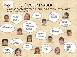 QUÈ VOLEM SABER…?
 •   AIXÒ ENS COSTA MÉS PERÒ AL FINAL ENS DECIDIM I TOT AIXÒ ÉS
     EL QUE VOLEM SABER..
                                      BEUEN              SÓN
                                      LLET?              GRANS I
             TOTS ELS
             LLEONS                                      PETITS?
             ESTAN
             TANCATS
             ?                                                      COM SÓN
                         EL CABELL                                  LES
                         DELS                                       UNGLES?
ES                       LLEONS SÓN
DESPERTEN?               DE MOLTS
                         COLORS?                          ON
                                                          DORMEN?
                                         VIUEN EN
                                         UNA
                                         GRANJA?


             ELS
             LLEONS
             BALLEN?
                                                                         QUANTS
                        SABEN                                            BEBÈS
                        NEDAR?                  COM ÉS
                                                                         TENEN
                                                CASA
 QUINS                                                                   LES
                                                SEVA?
 ANIMALS                                                                 LLEONES?
 CACEN?
 