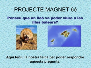 PROJECTE MAGNET 6é
Penseu que un lleó va poder viure a les
illes balears?
Aquí teniu la nostra feina per poder respondre
aquesta pregunta.
 