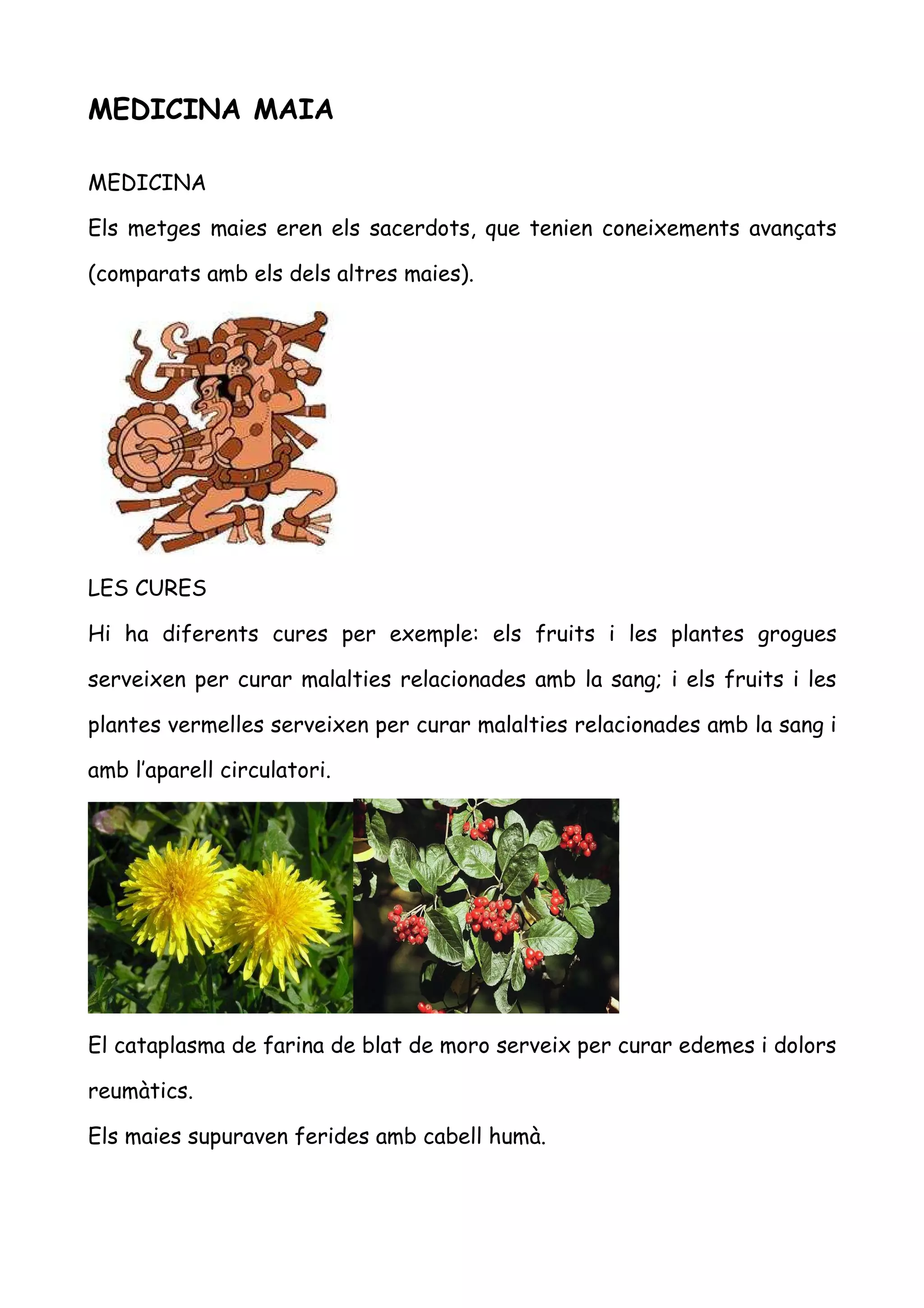 MEDICINA MAIA

MEDICINA

Els metges maies eren els sacerdots, que tenien coneixements avançats

(comparats amb els dels altres maies).




LES CURES

Hi ha diferents cures per exemple: els fruits i les plantes grogues

serveixen per curar malalties relacionades amb la sang; i els fruits i les

plantes vermelles serveixen per curar malalties relacionades amb la sang i

amb l’aparell circulatori.




El cataplasma de farina de blat de moro serveix per curar edemes i dolors

reumàtics.

Els maies supuraven ferides amb cabell humà.
 
