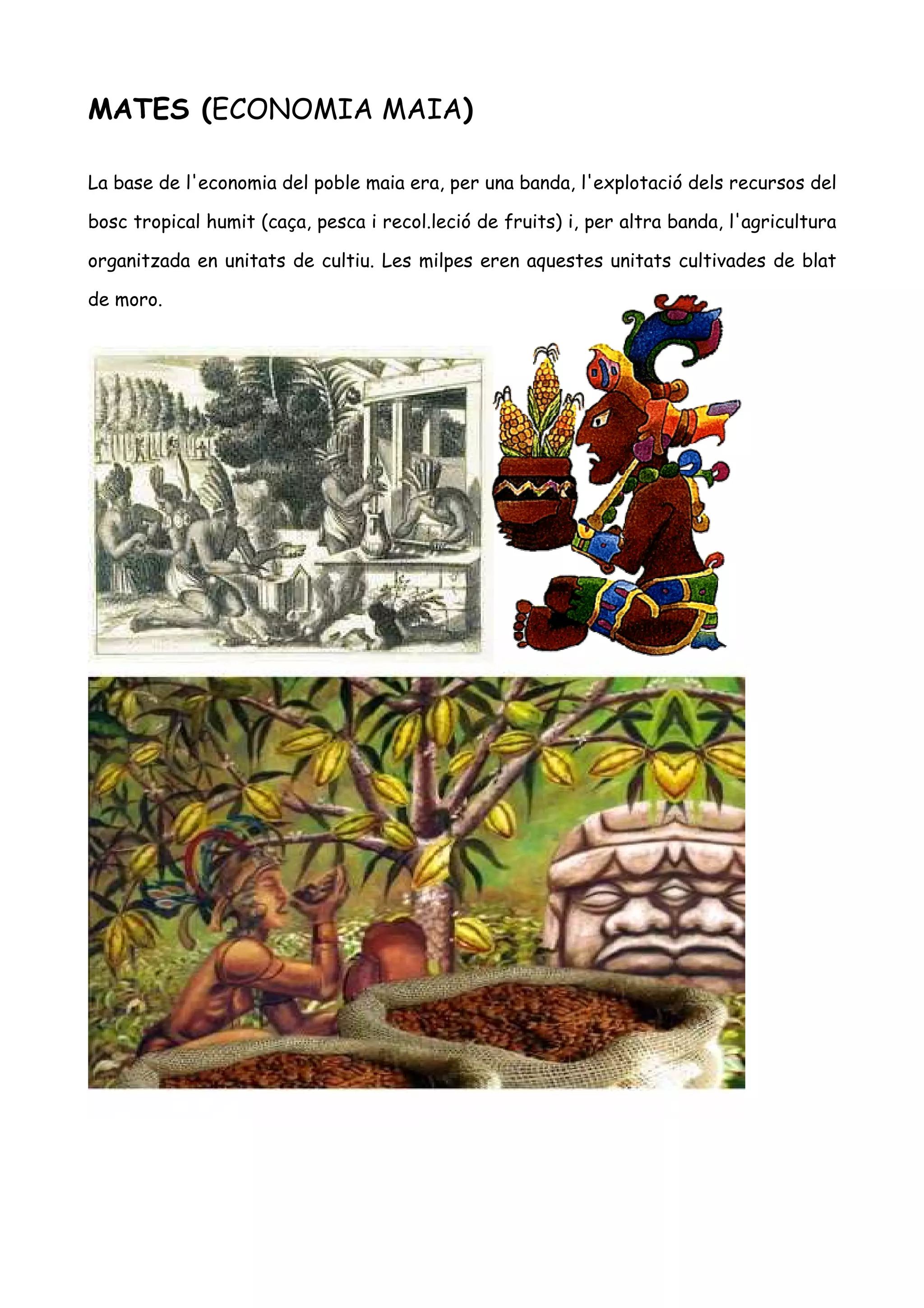 MATES (ECONOMIA MAIA)

La base de l'economia del poble maia era, per una banda, l'explotació dels recursos del

bosc tropical humit (caça, pesca i recol.leció de fruits) i, per altra banda, l'agricultura

organitzada en unitats de cultiu. Les milpes eren aquestes unitats cultivades de blat

de moro.
 