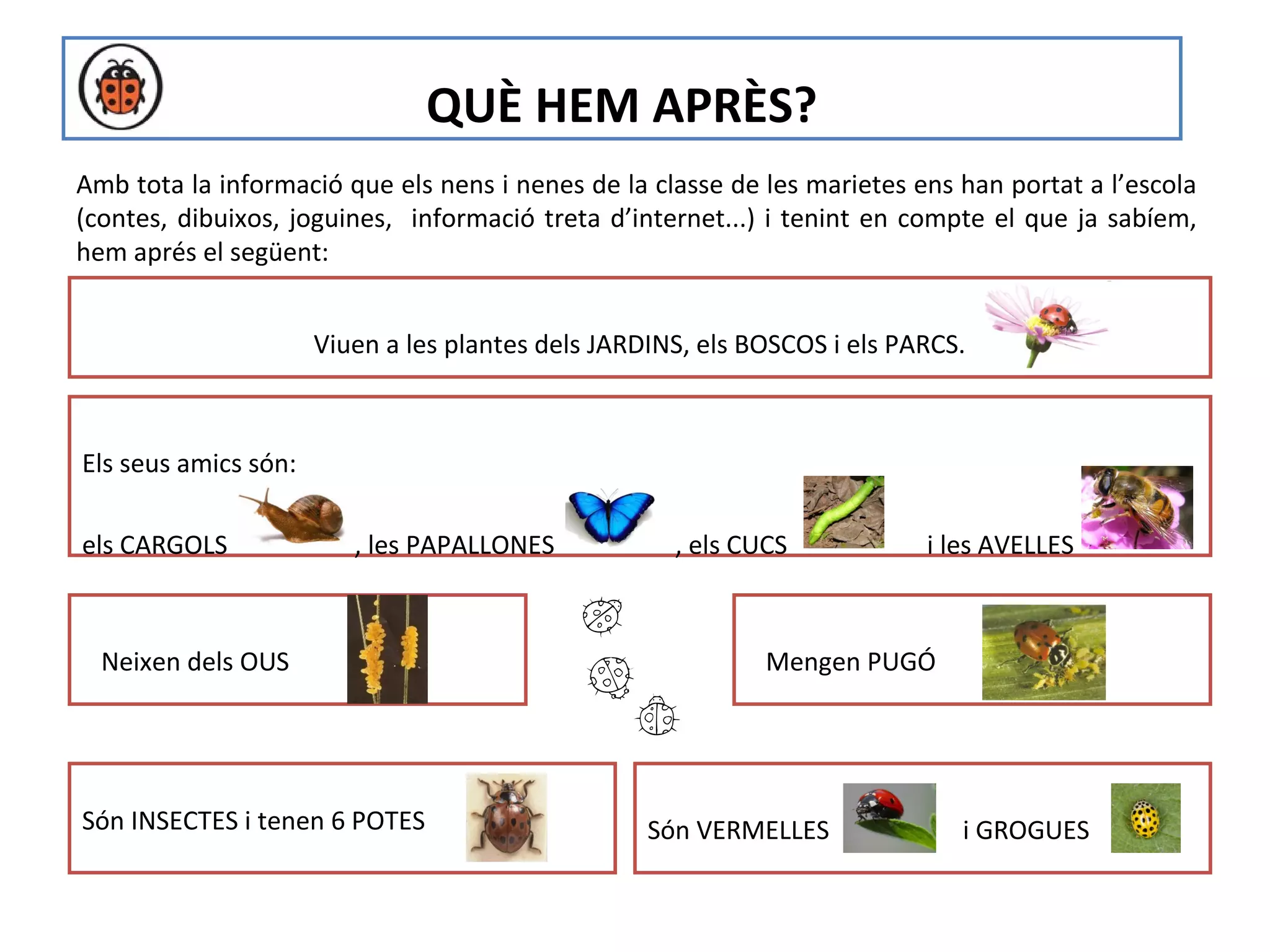 QUÈ HEM APRÈS?
Amb tota la informació que els nens i nenes de la classe de les marietes ens han portat a l’escola
(contes, dibuixos, joguines, informació treta d’internet...) i tenint en compte el que ja sabíem,
hem aprés el següent:


                      Viuen a les plantes dels JARDINS, els BOSCOS i els PARCS.



Els seus amics són:

els CARGOLS              , les PAPALLONES            , els CUCS            i les AVELLES



  Neixen dels OUS                                            Mengen PUGÓ




Són INSECTES i tenen 6 POTES                       Són VERMELLES              i GROGUES
 