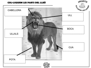 ULL
BOCA
ULLALS
CABELLERA
POTA
CUA
COL·LOQUEM LES PARTS DEL LLEÓ
 