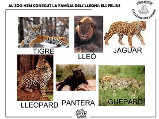 JAGUARTIGRE
GUEPARDPANTERALLEOPARD
LLEÓ
AL ZOO HEM CONEGUT LA FAMÍLIA DELS LLEONS: ELS FELINS
 