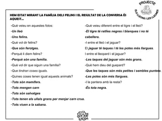 HEM ESTAT MIRANT LA FAMÍLIA DELS FELINS I EL RESULTAT DE LA CONVERSA ÉS
AQUEST…
-Què veieu en aquestes fotos:
-Un lleó
-Uns felins.
-Què vol dir felins?
-Que són ferotges.
-Perquè li diem felins?
-Perquè són una família.
-Què vol dir que siguin una família?
-Que tindran coses iguals.
-Quines coses tenen igual aquests animals?
-Tots són mamífers.
-Tots mengen carn
-Tots són salvatges
-Tots tenen els ullals grans per menjar carn crua.
-Tots viuen a la sabana.
-Què veieu diferent entre el tigre i el lleó?
-El tigre té ratlles negres i blanques i no té
cabellera.
-I entre el lleó i el jaguar?
El jaguar té taques i té les potes més llargues.
I entre el lleopard i el jaguar?
-Les taques del jaguar són més grans.
-Què hem dieu del guepard?
-Que les taques són més petites i sembles puntets.
-Les potes són més llargues.
-I la pantera amb la resta?
-És tota negra.
 