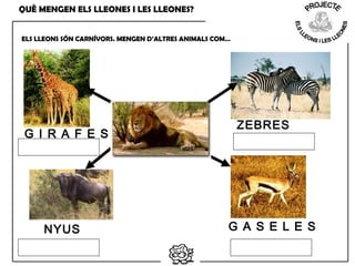 QUÈ MENGEN ELS LLEONES I LES LLEONES?
ELS LLEONS SÓN CARNÍVORS. MENGEN D’ALTRES ANIMALS COM…
G I R A F E S
ZEBRES
NYUS G A S E L E S
 