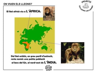 ON VIUEN ELS LLEONS?
Del lleó asiàtic, en greu perill d'extinció,
resta només una petita població
al bosc del Gir, al nord-oest de L´ÍNDIA.
El lleó africà viu a L´ÀFRICA.
 