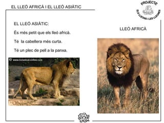 LLEÓ AFRICÀ
EL LLEÓ ASIÀTIC:
És més petit que els lleó africà.
Té la cabellera més curta.
Té un plec de pell a la panxa.
EL LLEÓ AFRICÀ I EL LLEÓ ASIÀTIC
 