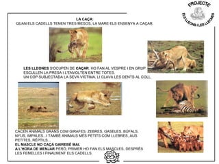 LES LLEONES S'OCUPEN DE CAÇAR. HO FAN AL VESPRE I EN GRUP.
ESCULLEN LA PRESA I L'ENVOLTEN ENTRE TOTES.
UN COP SUBJECTADA LA SEVA VÍCTIMA, LI CLAVA LES DENTS AL COLL.
LA CAÇA:
QUAN ELS CADELLS TENEN TRES MESOS, LA MARE ELS ENSENYA A CAÇAR.
CACEN ANIMALS GRANS COM GIRAFES, ZEBRES, GASELES, BÚFALS,
NYUS, IMPALES...I TAMBÉ ANIMALS MÉS PETITS COM LLEBRES, AUS
PETITES, RÈPTILS...
EL MASCLE NO CAÇA GAIREBÉ MAI.
A L'HORA DE MENJAR PERÒ, PRIMER HO FAN ELS MASCLES, DESPRÉS
LES FEMELLES I FINALMENT ELS CADELLS.
 