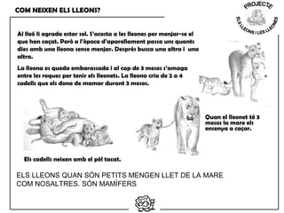 COM NEIXEN ELS LLEONS?
Al lleó li agrada estar sol. S’acosta a les lleones per menjar-se el
que han caçat. Però a l’època d’aparellament passa uns quants
dies amb una lleona sense menjar. Després busca una altra i una
altra.
La lleona es queda embarassada i al cap de 3 mesos s’amaga
entre les roques per tenir els lleonets. La lleona cria de 2 a 4
cadells que els dona de mamar durant 3 mesos.
Quan el lleonet té 3
mesos la mare els
ensenya a caçar.
Els cadells neixen amb el pèl tacat.
ELS LLEONS QUAN SÓN PETITS MENGEN LLET DE LA MARE
COM NOSALTRES. SÓN MAMÍFERS
 