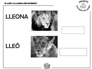 EL LLEÓ I LA LLEONA SÓN DIFERENTS
LLEONA
LLEÓ
 