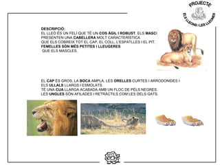 DESCRIPCIÓ:
EL LLEÓ ÉS UN FELÍ QUE TÉ UN COS ÀGIL I ROBUST. ELS MASCLES
PRESENTEN UNA CABELLERA MOLT CARACTERÍSTICA
QUE ELS COBREIX TOT EL CAP, EL COLL, L'ESPATLLES I EL PIT. LES
FEMELLES SÓN MÉS PETITES I LLEUGERES
QUE ELS MASCLES.
EL CAP ÉS GROS, LA BOCA AMPLA, LES ORELLES CURTES I ARRODONIDES I
ELS ULLALS LLARGS I ESMOLATS.
TÉ UNA CUA LLARGA ACABADA AMB UN FLOC DE PÈLS NEGRES.
LES UNGLES SÓN AFILADES I RETRÀCTILS COM LES DELS GATS.
 